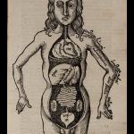 Anatomical drawing of organs as they sit in the body.