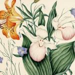 Botanical drawing of harebells, showy lady's slippers and wild orange red lillies.