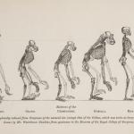 Amatomical drawings of the skeletons of a gibbon, orangutang, champanzee, gorilla and human. 