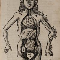 Anatomical drawing of organs as they sit in the body.