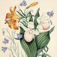 Botanical drawing of harebells, showy lady's slippers and wild orange red lillies.