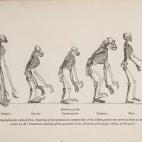 Amatomical drawings of the skeletons of a gibbon, orangutang, champanzee, gorilla and human. 