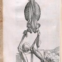Skeleton and muscles from Vesalius