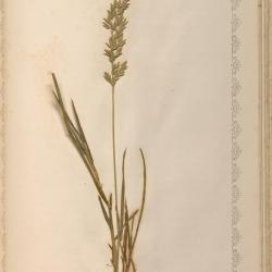 Detail from Hanham book of grasses