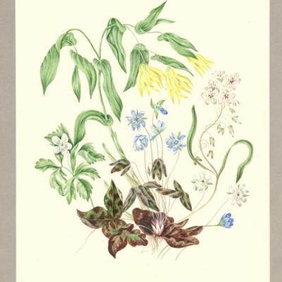 An original watercolour of flowers by Agnes Fitzgibbons