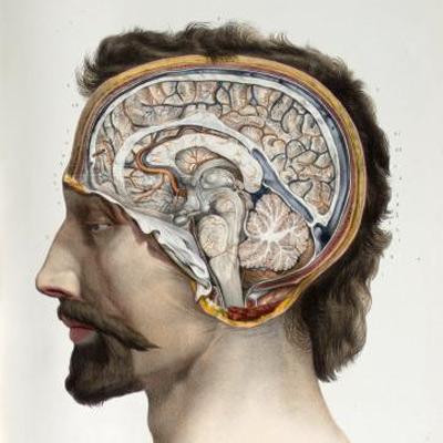 Anatomical head image