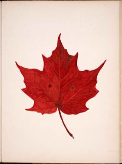 Watercolour painting of red maple leaf