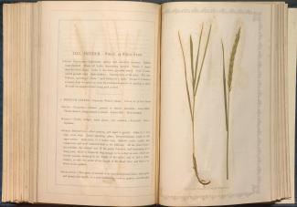 "Pages from Natural Illustrations of the British Grasses"