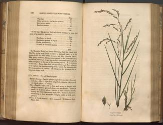 "Pages from Sinclair's Hortus gramineus woburnensis"