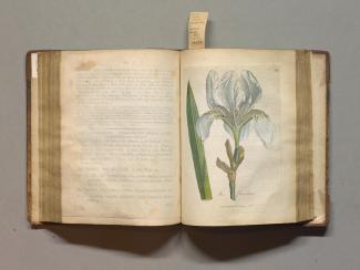 Iris florentina