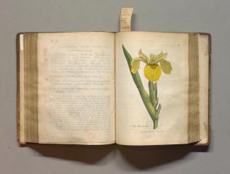 Iris pseudacorus