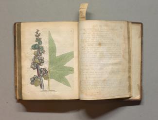 Ricinus communis