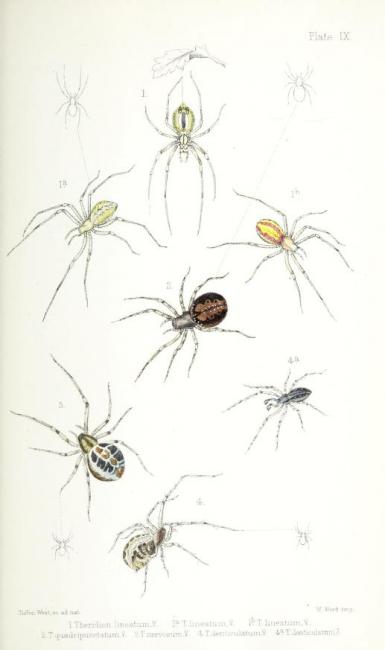 IA Book of the Week: British Spiders | Thomas Fisher Rare