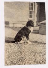 insulin catalogue, dog