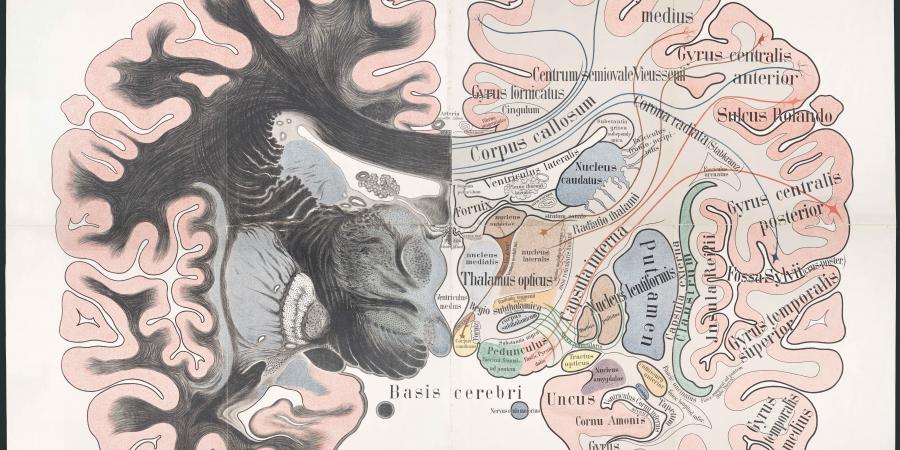 Image of the brain
